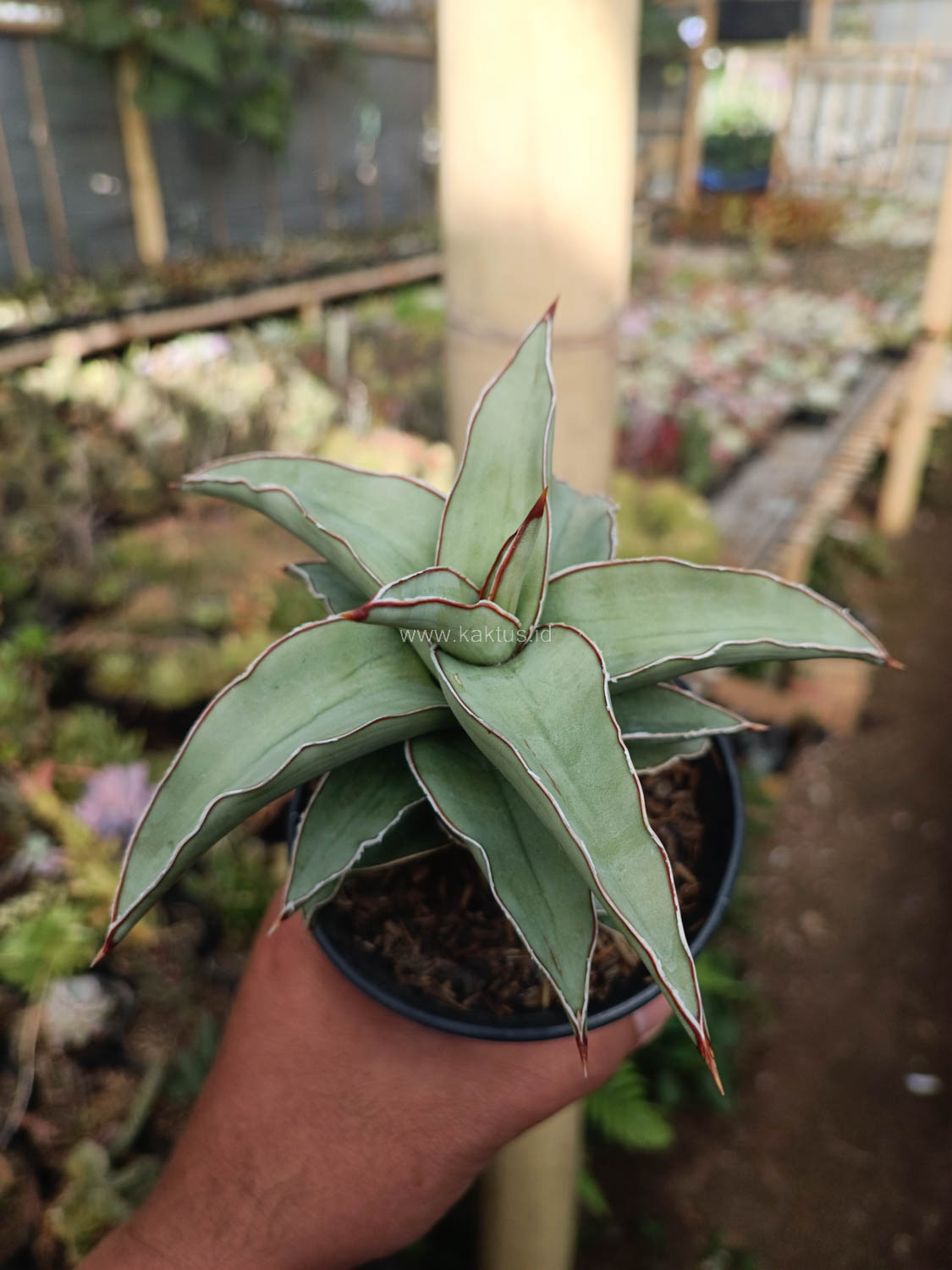 1028. Sansevieria Blue Leaf - Image 5