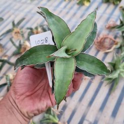 Alternative view of 1028. Sansevieria Blue Leaf