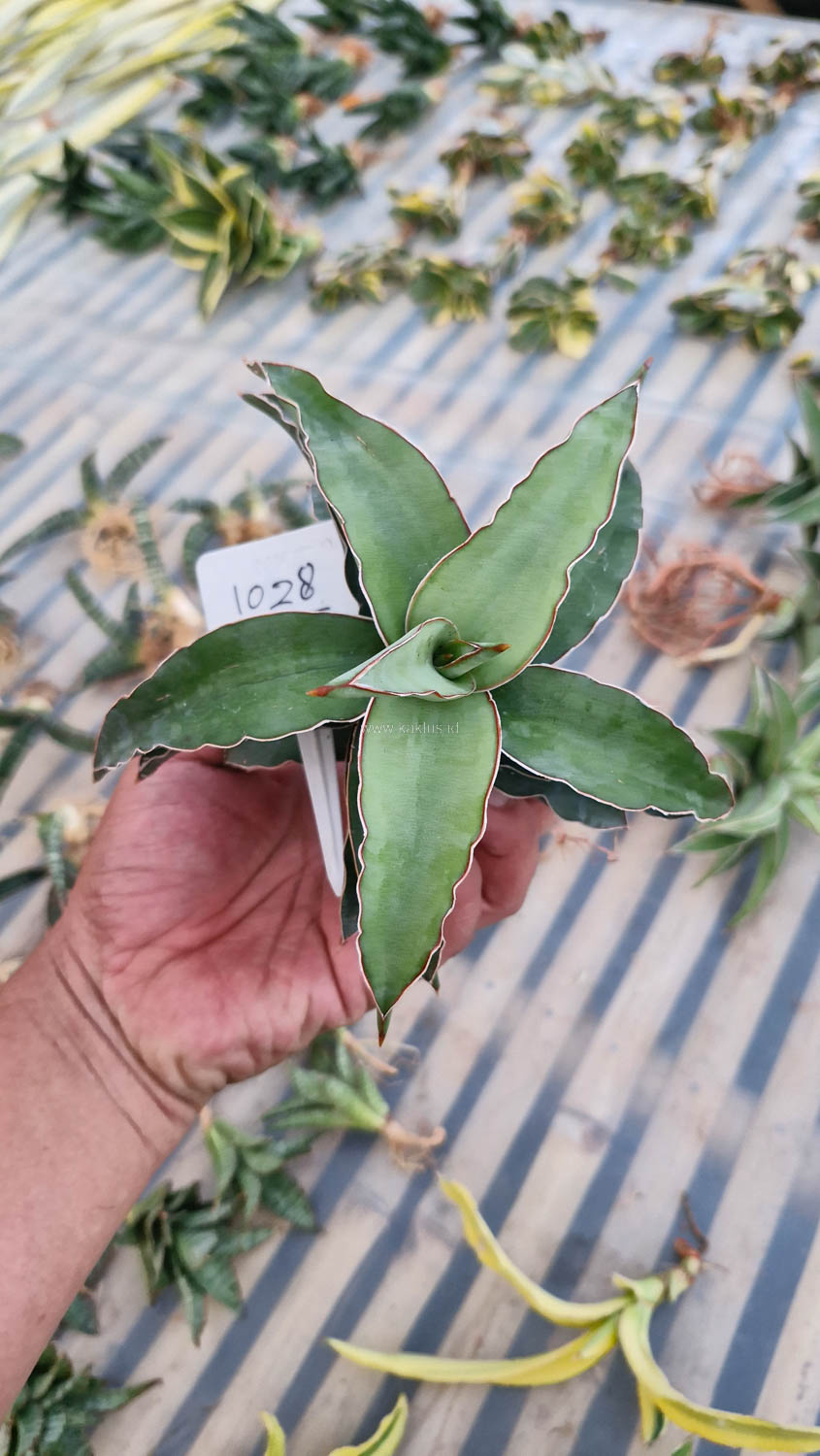 1028. Sansevieria Blue Leaf - Image 2