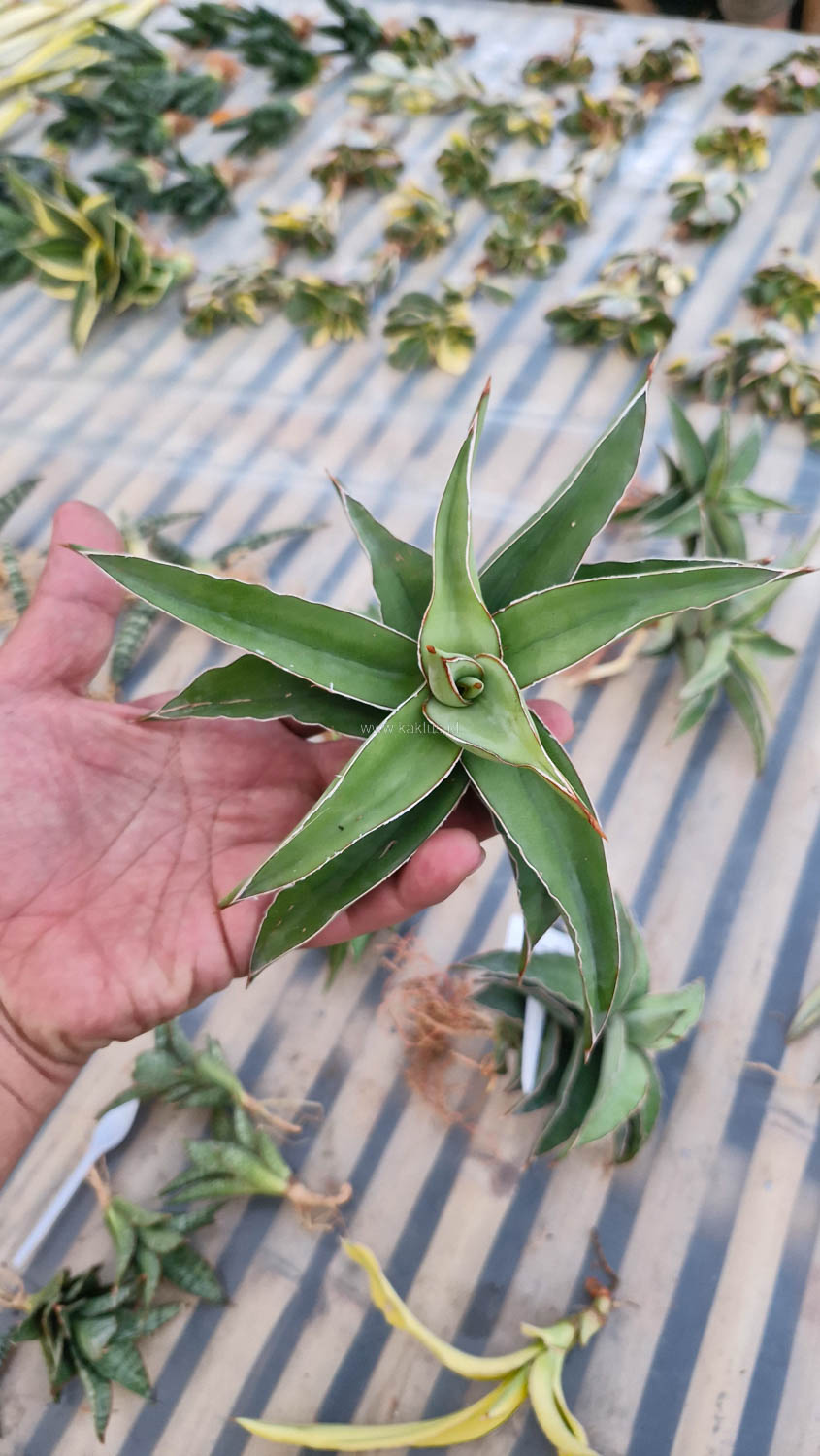 1028. Sansevieria Blue Leaf - Image 6