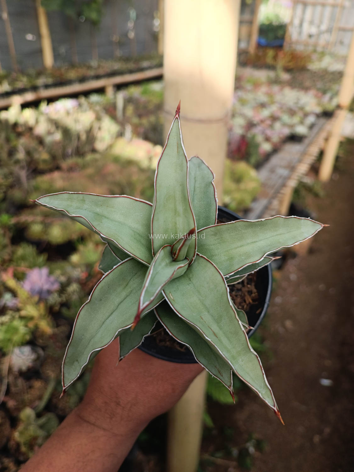 1028. Sansevieria Blue Leaf - Image 7