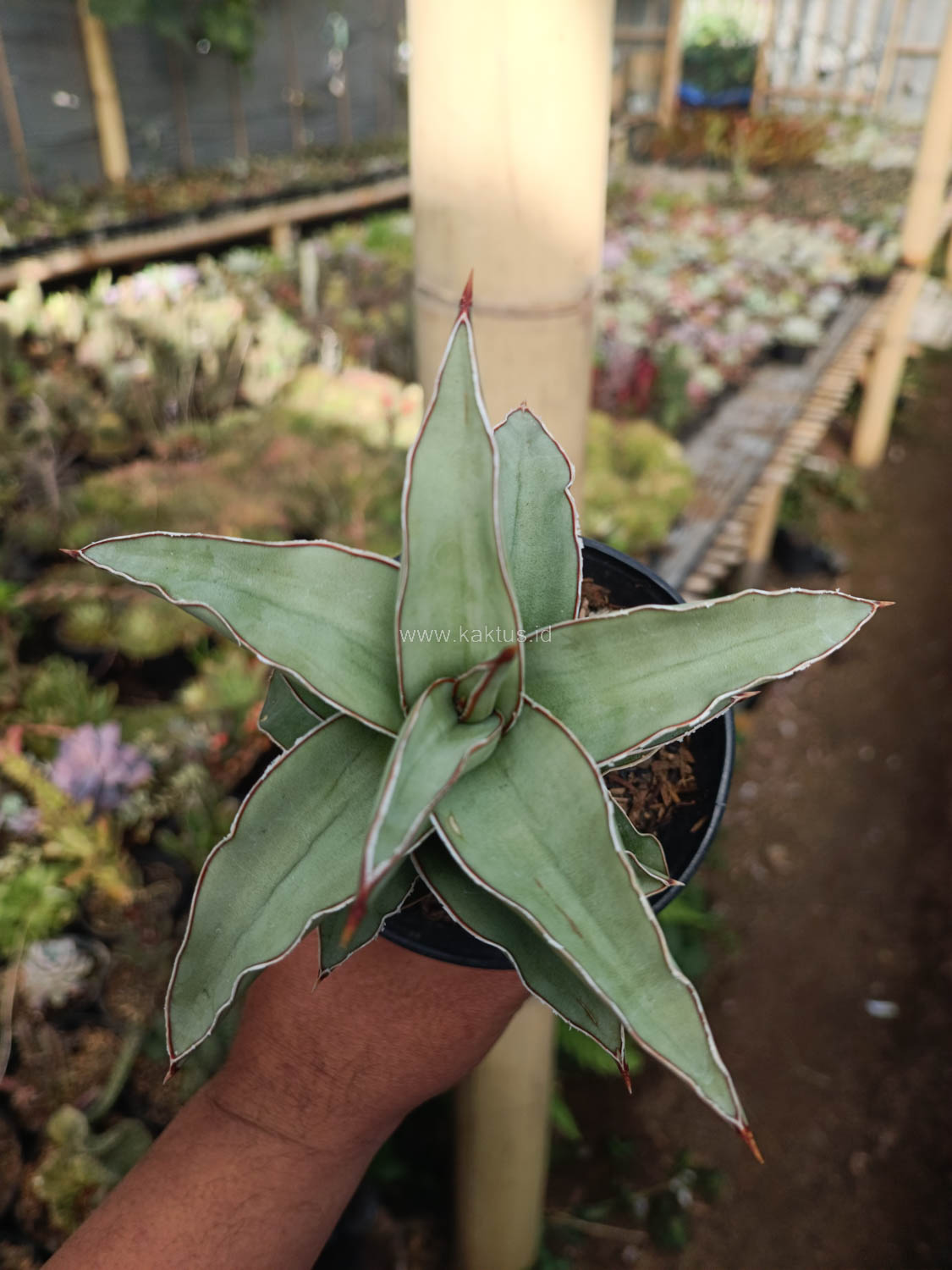 1028. Sansevieria Blue Leaf - Image 10