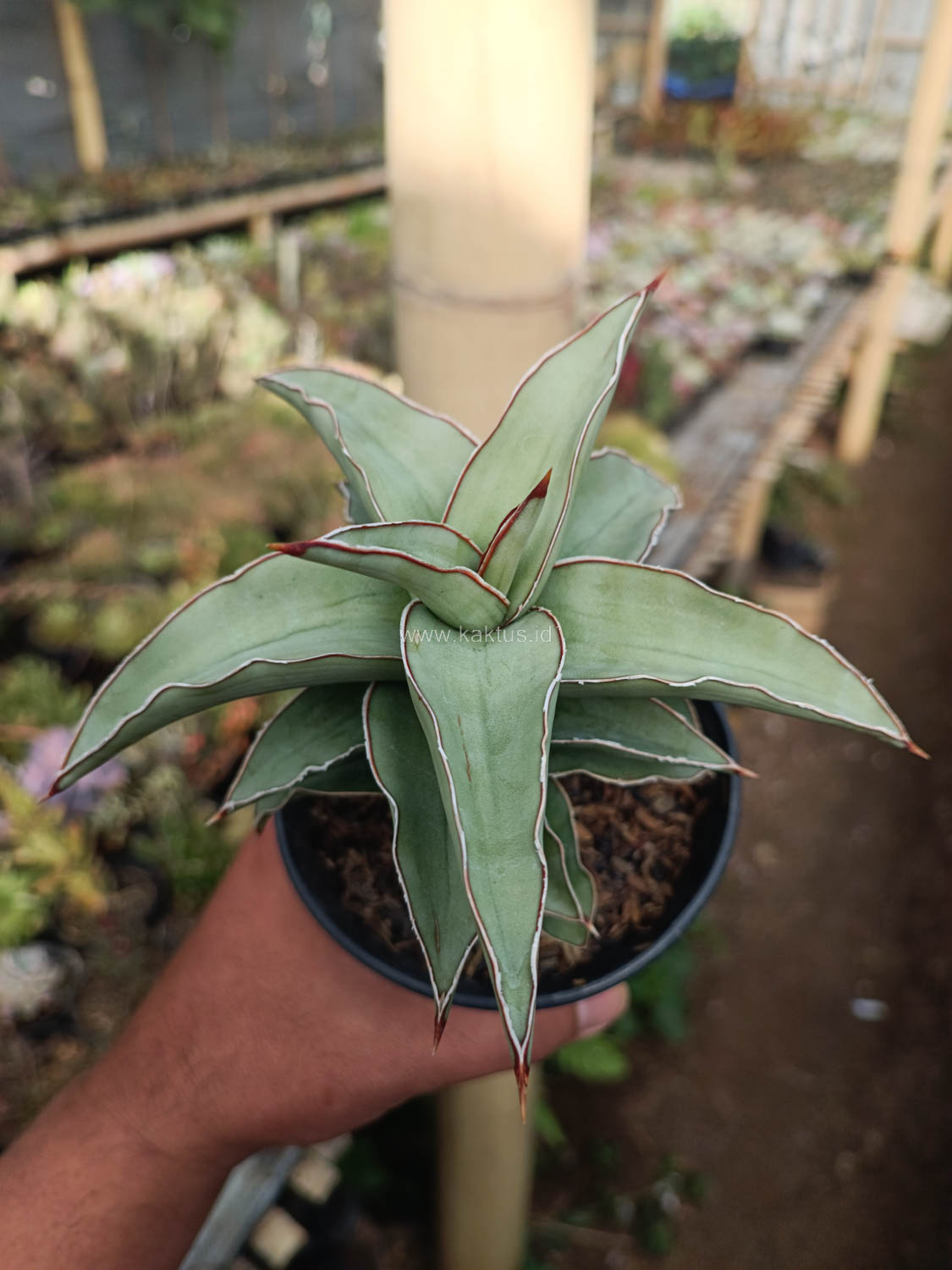 1028. Sansevieria Blue Leaf - Image 12