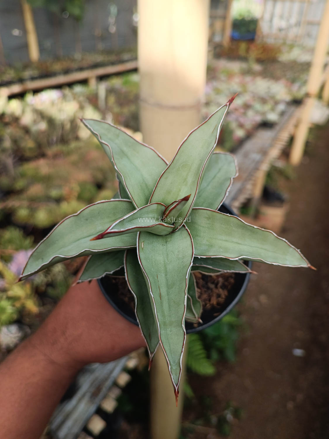 1028. Sansevieria Blue Leaf - Image 14
