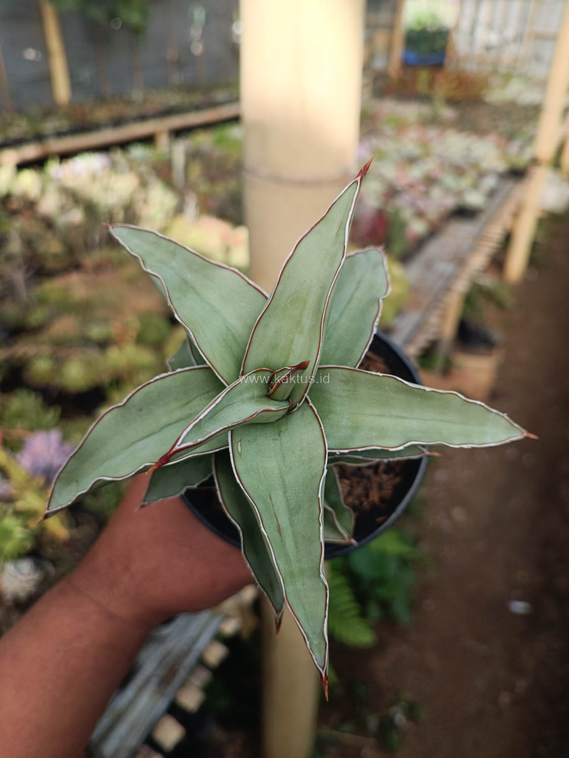 1028. Sansevieria Blue Leaf - Image 15