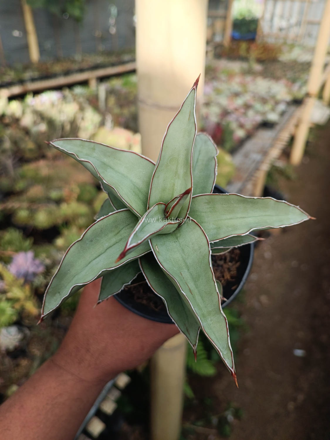 1028. Sansevieria Blue Leaf - Image 16