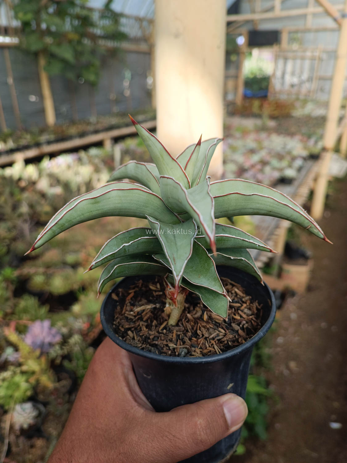 1028. Sansevieria Blue Leaf - Image 13
