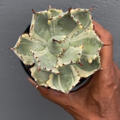 Alternative view of 1029. Agave Kabutogani
