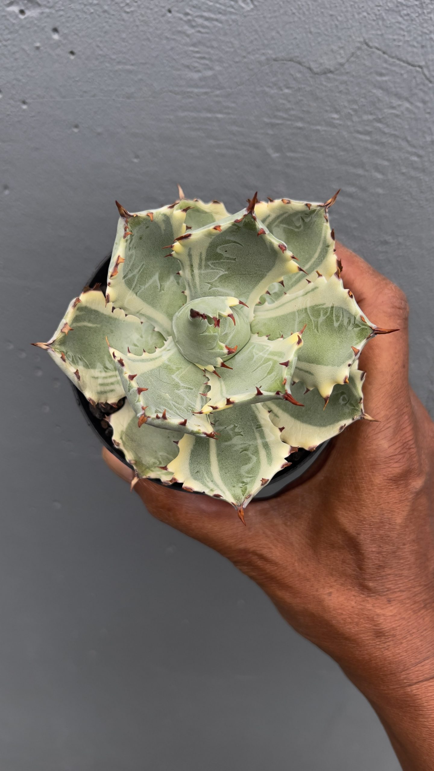1029. Agave Kabutogani - Image 2