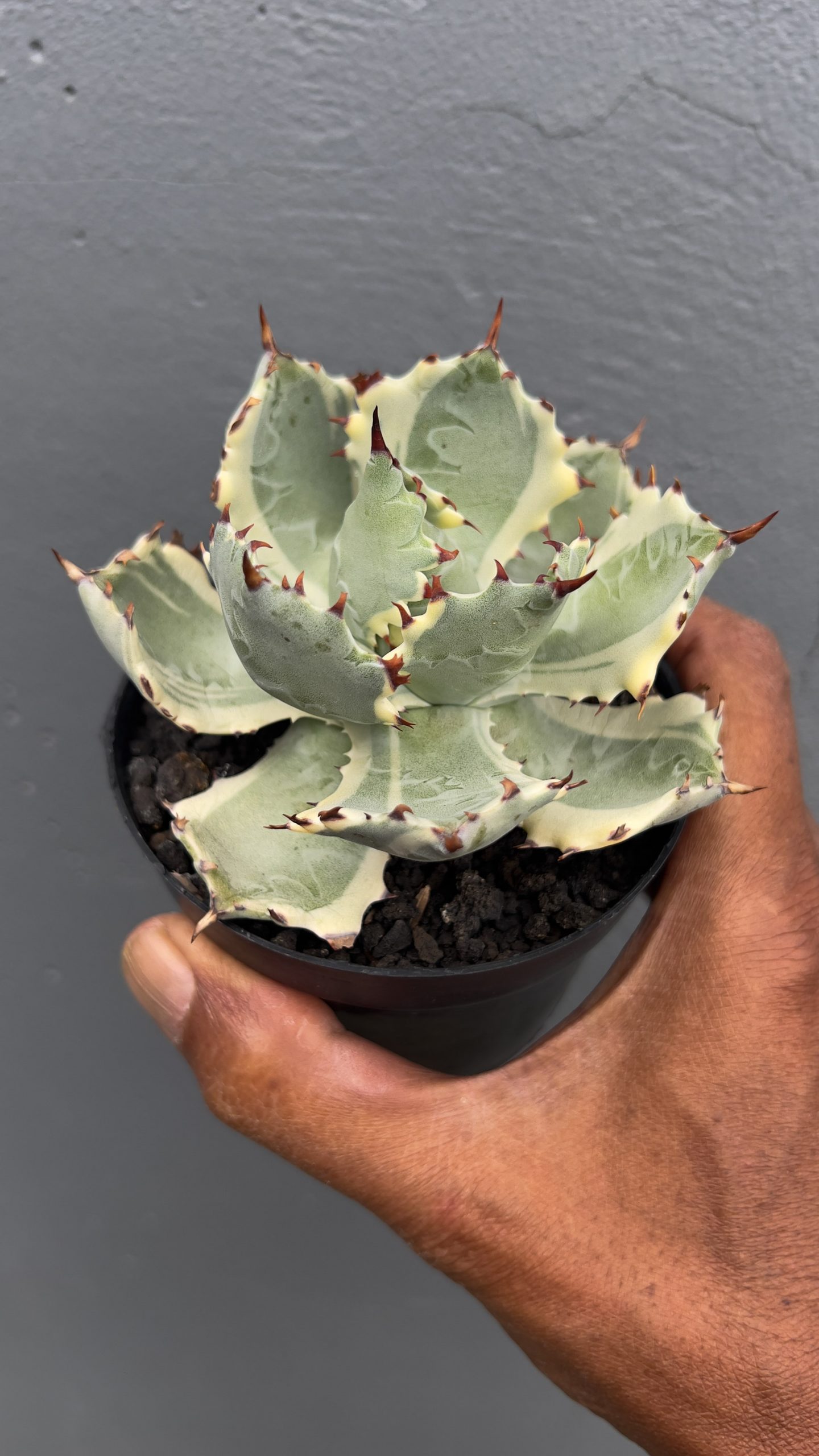 1029. Agave Kabutogani - Image 3