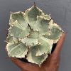1029. Agave Kabutogani