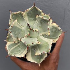 1029. Agave Kabutogani