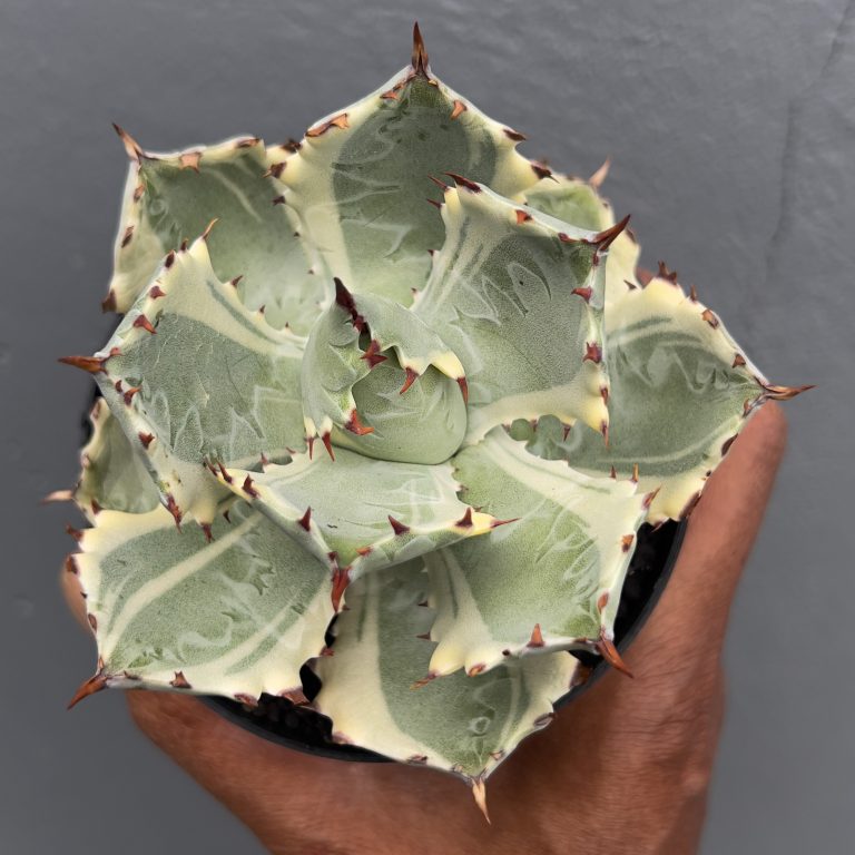 1029. Agave Kabutogani
