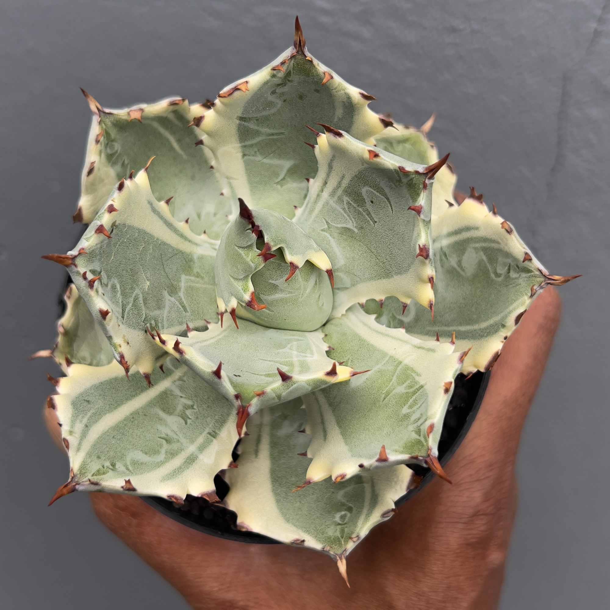 1029. Agave Kabutogani