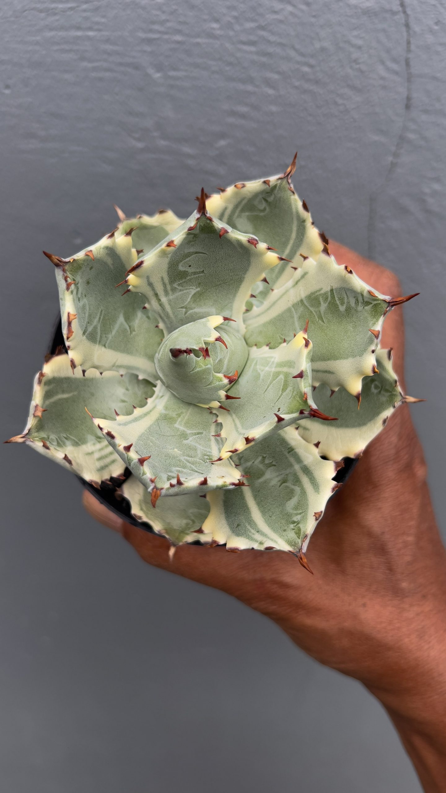 1029. Agave Kabutogani - Image 4