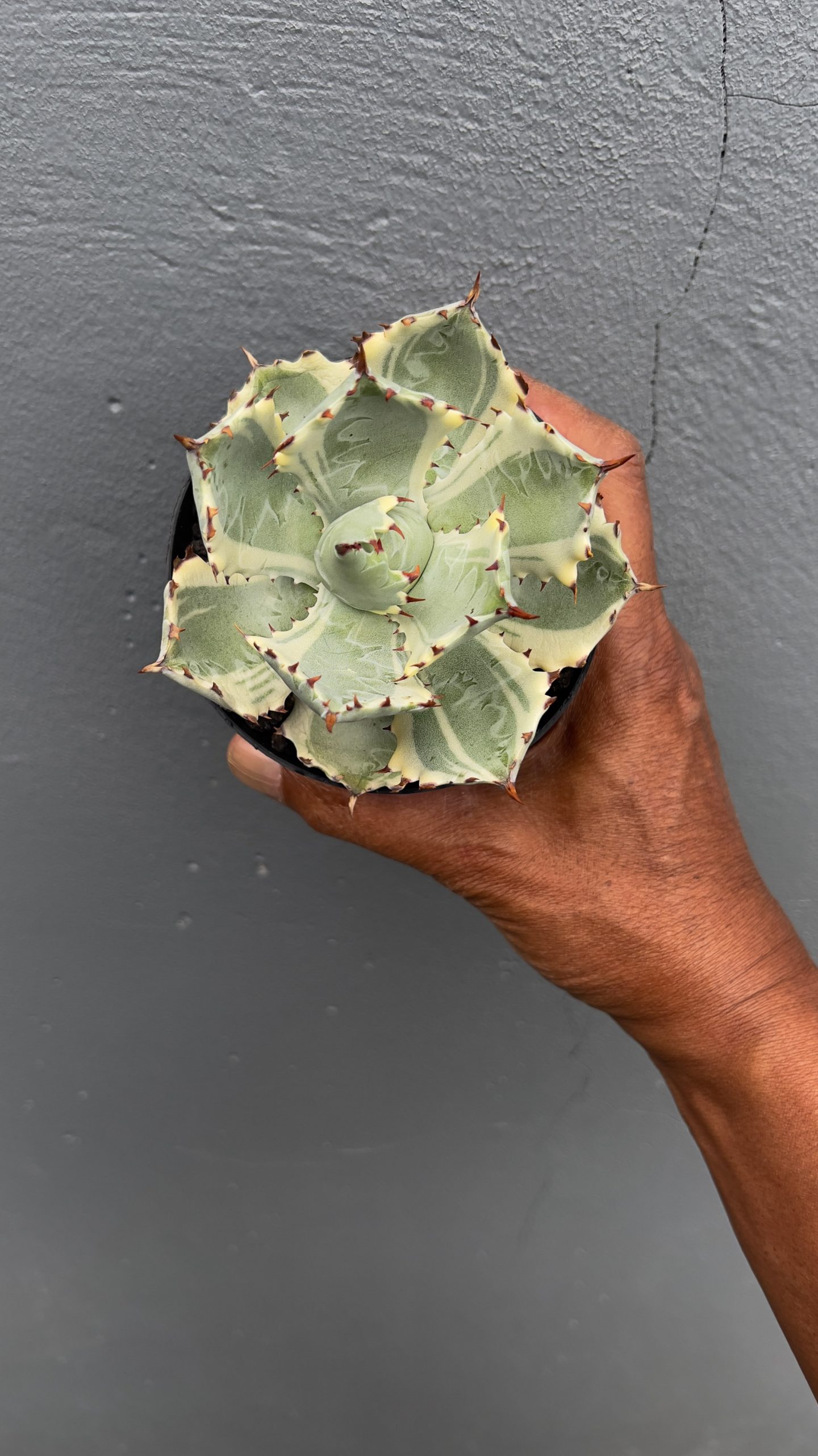 1029. Agave Kabutogani - Image 5