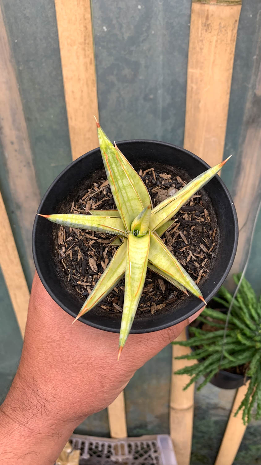1030. Sansevieria Blue Clone Yellow Variegated - Image 16