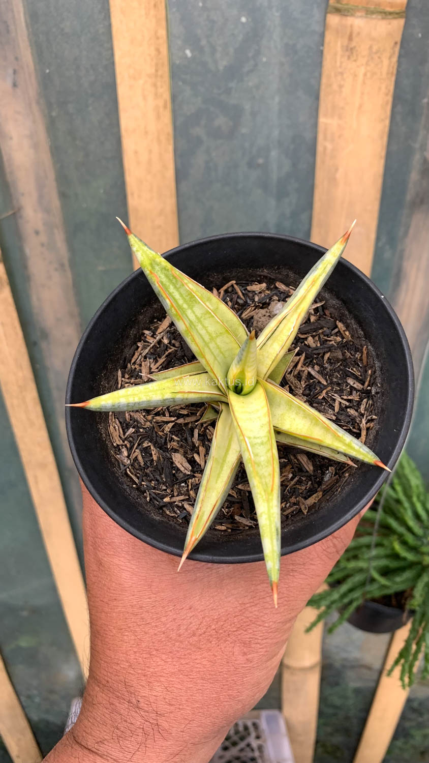 1030. Sansevieria Blue Clone Yellow Variegated - Image 15