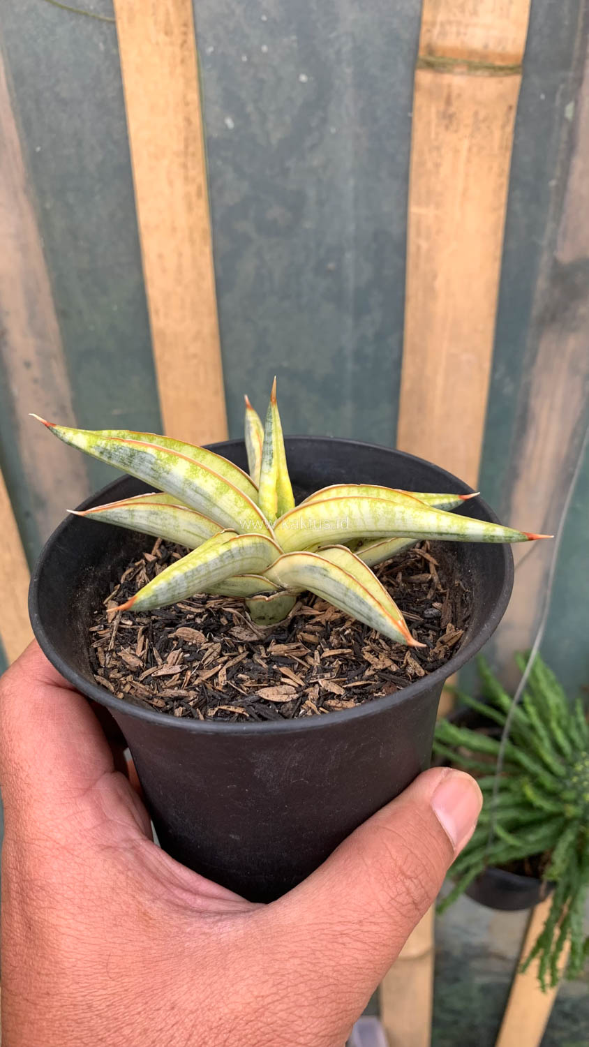 1030. Sansevieria Blue Clone Yellow Variegated - Image 14