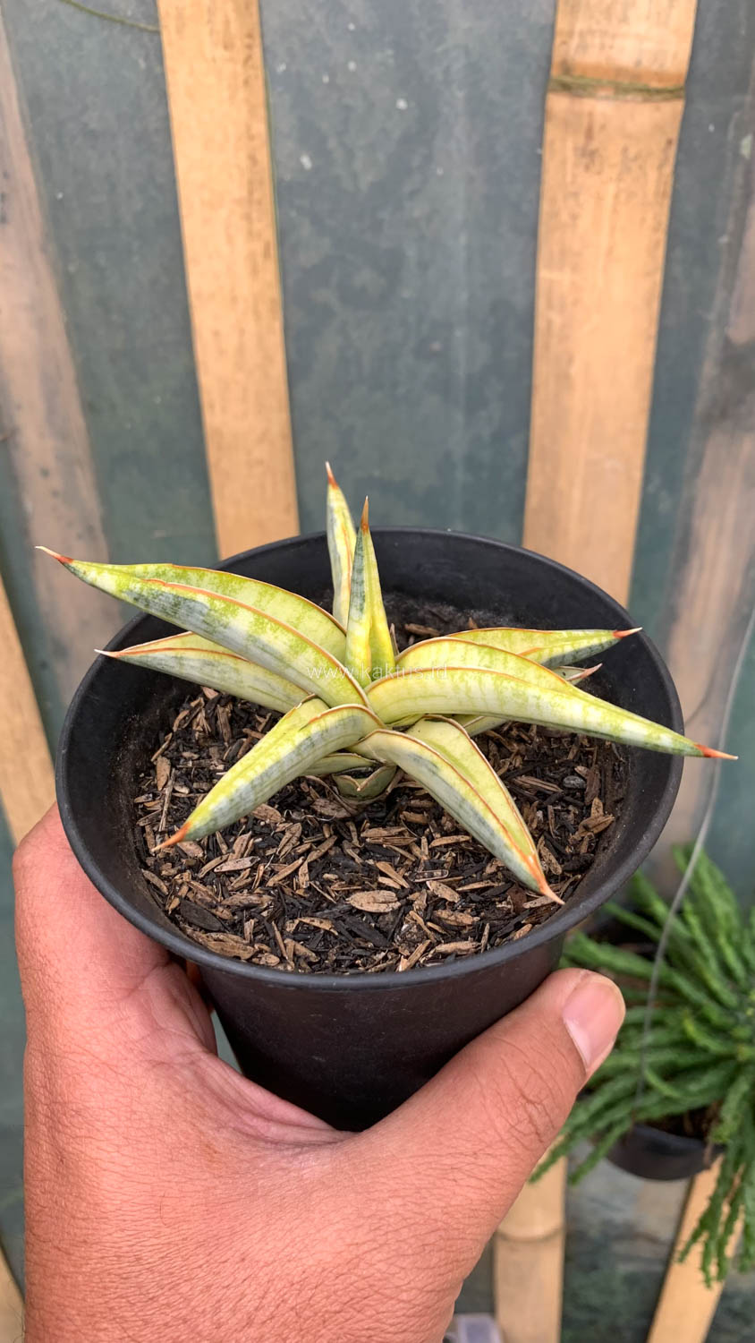 1030. Sansevieria Blue Clone Yellow Variegated - Image 13