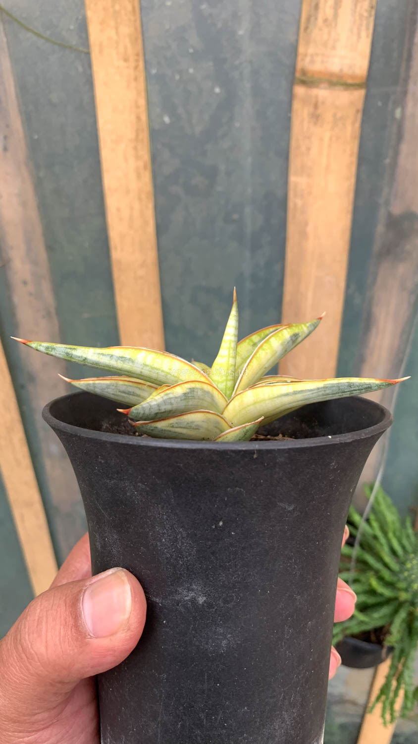 1030. Sansevieria Blue Clone Yellow Variegated - Image 12
