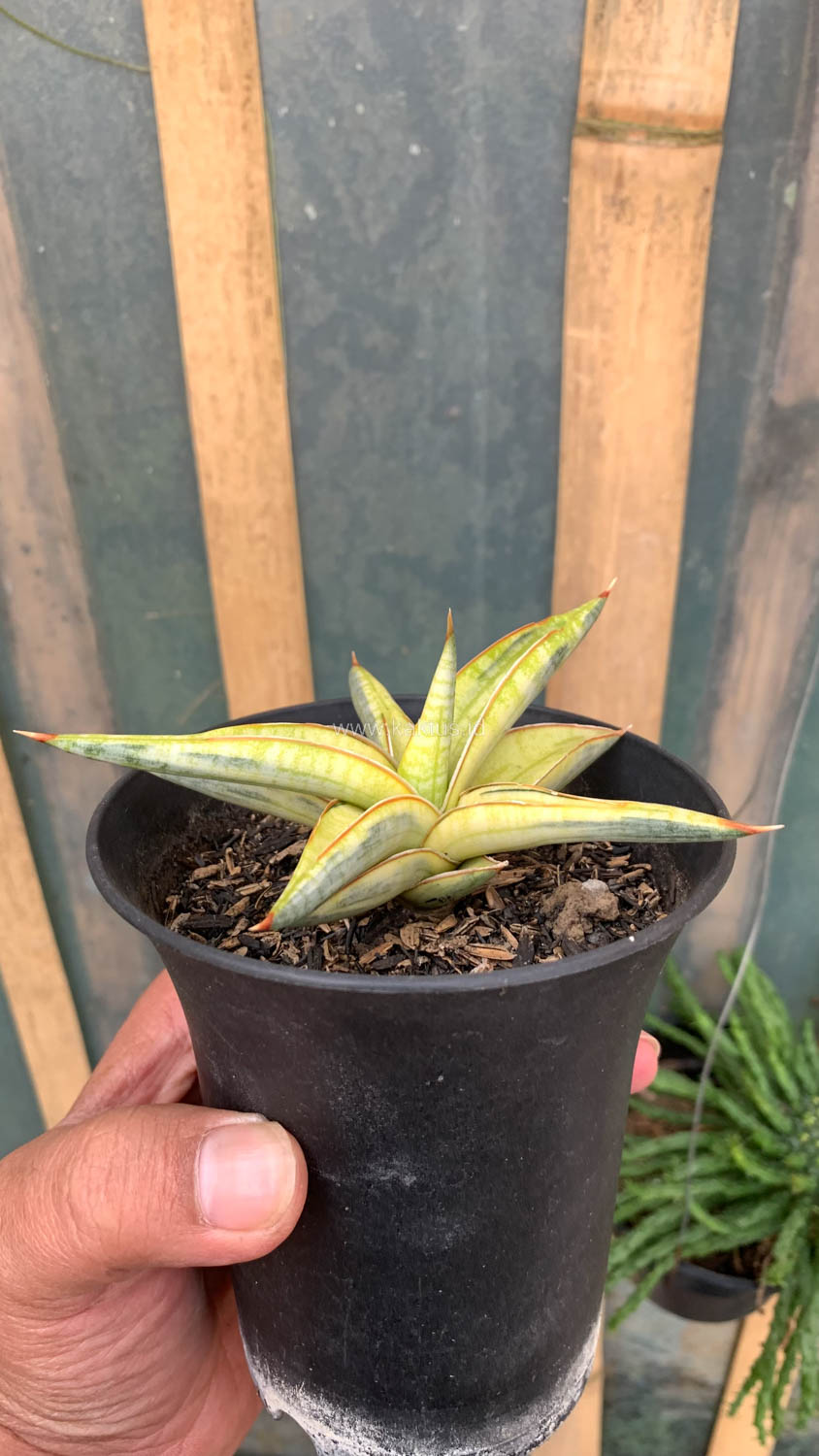 1030. Sansevieria Blue Clone Yellow Variegated - Image 11