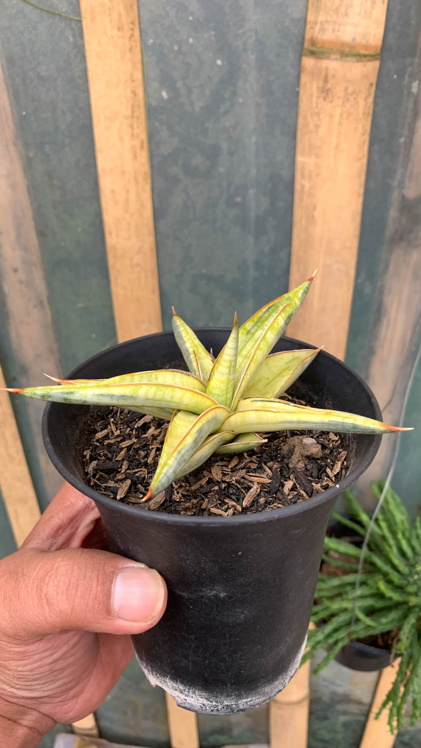 1030. Sansevieria Blue Clone Yellow Variegated - Image 10