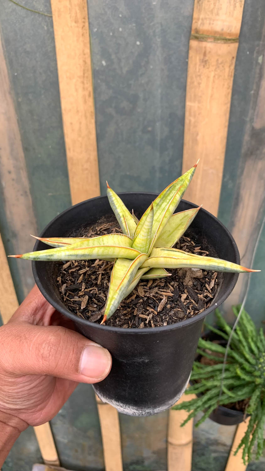 1030. Sansevieria Blue Clone Yellow Variegated - Image 9