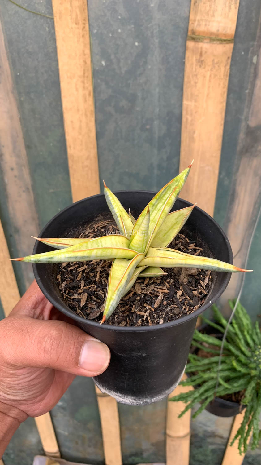 1030. Sansevieria Blue Clone Yellow Variegated - Image 8