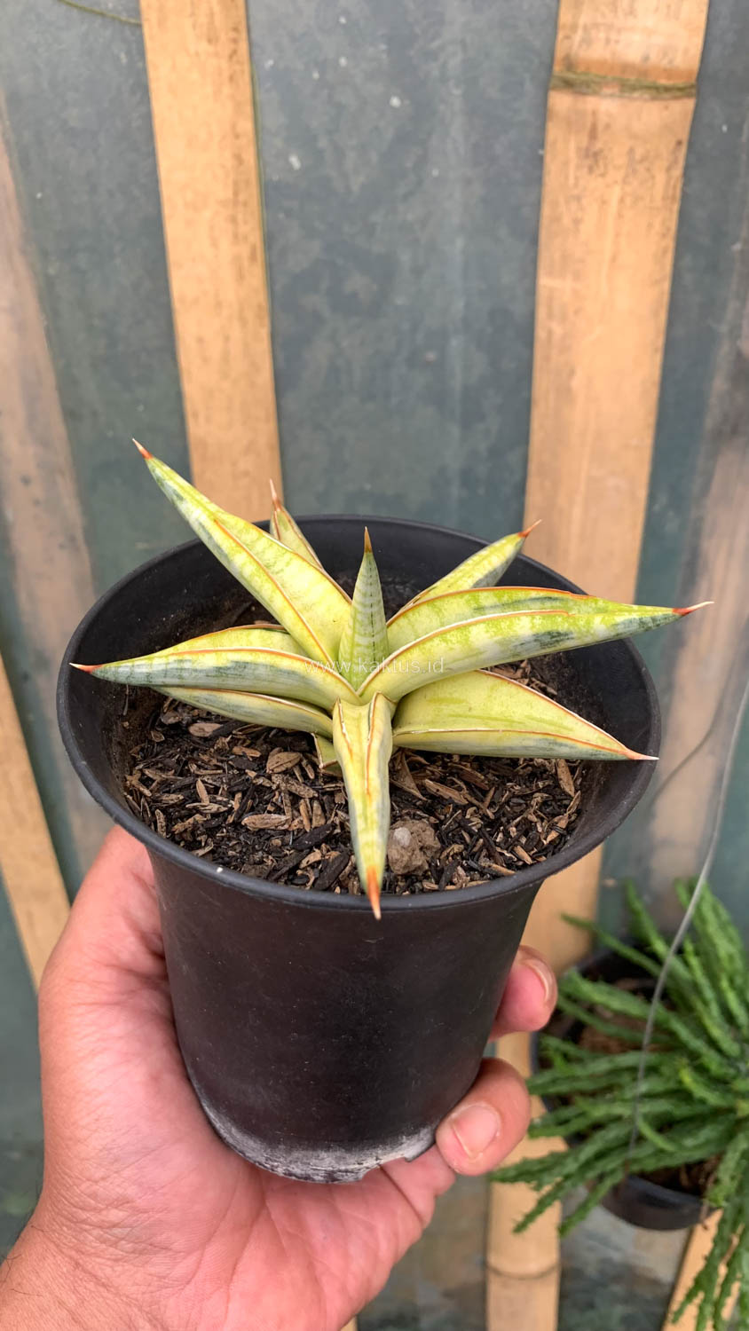 1030. Sansevieria Blue Clone Yellow Variegated - Image 7
