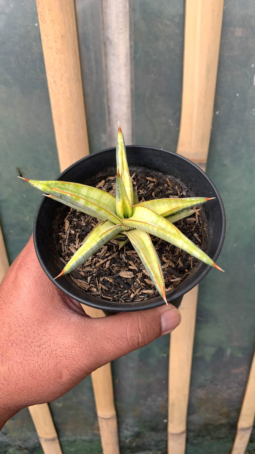 1030. Sansevieria Blue Clone Yellow Variegated - Image 24