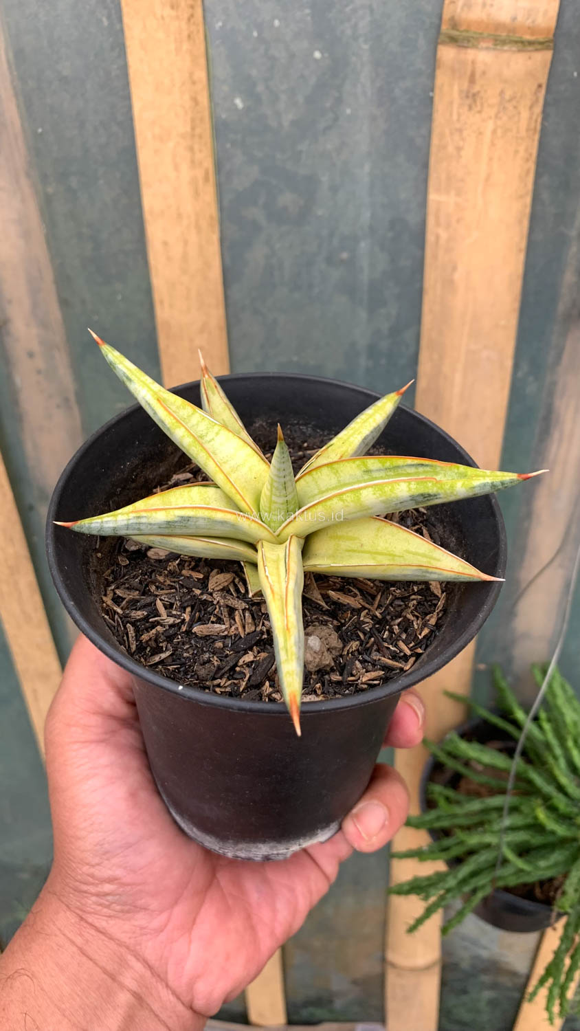 1030. Sansevieria Blue Clone Yellow Variegated - Image 6