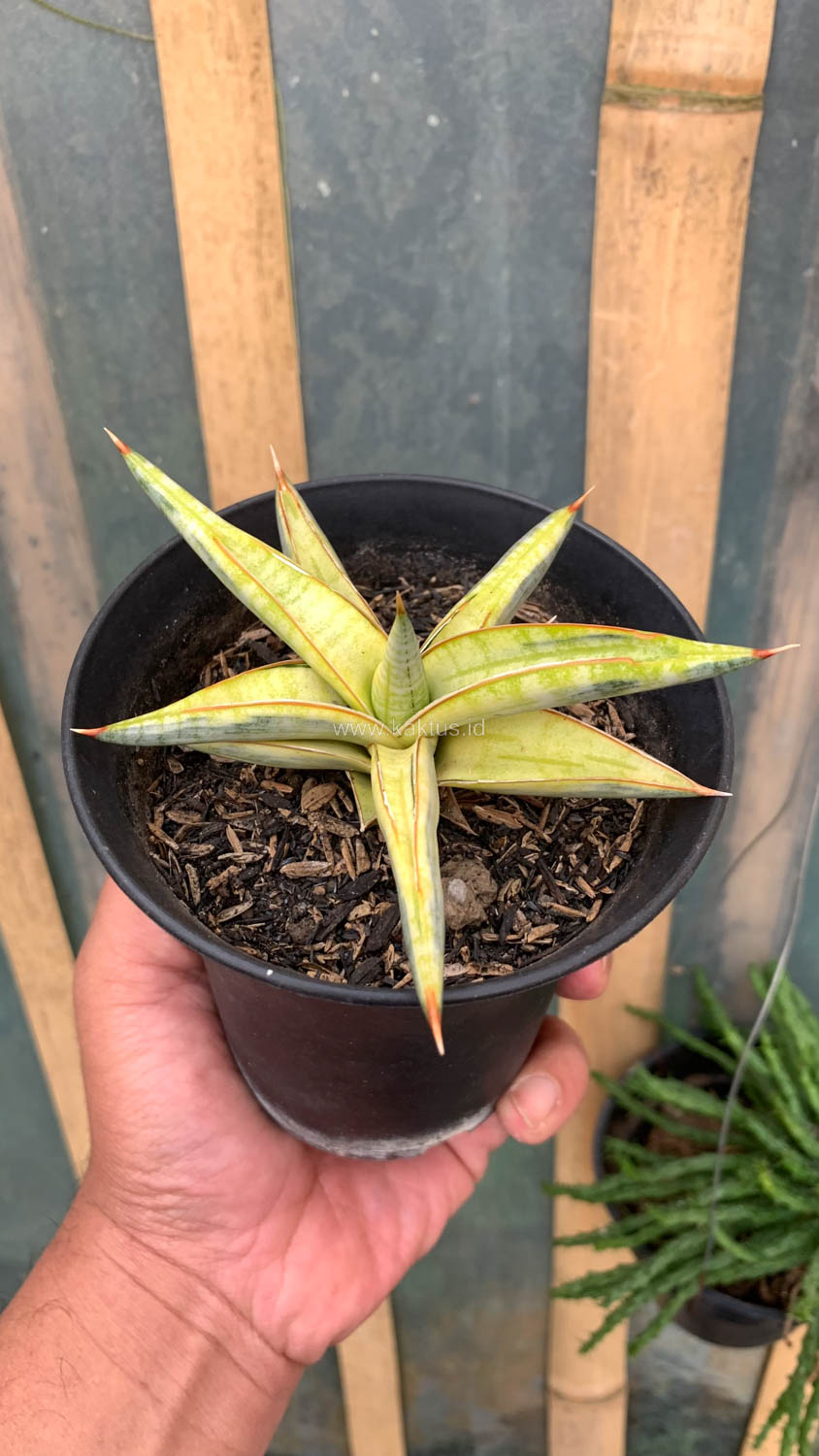 1030. Sansevieria Blue Clone Yellow Variegated - Image 5