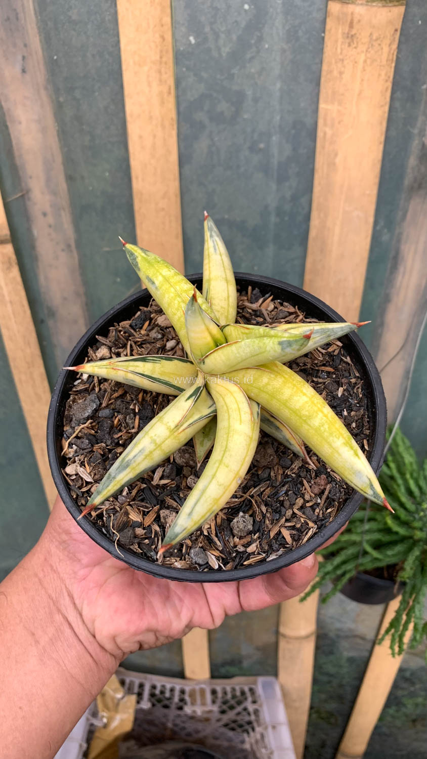 1030. Sansevieria Blue Clone Yellow Variegated - Image 4