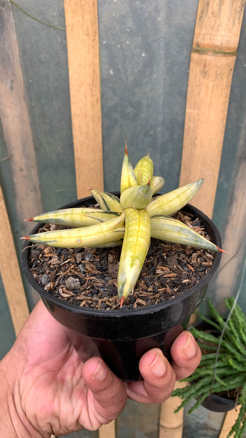 1030. Sansevieria Blue Clone Yellow Variegated - Image 3
