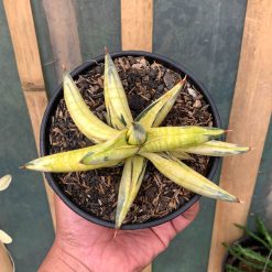 Alternative view of 1030. Sansevieria Blue Clone Yellow Variegated