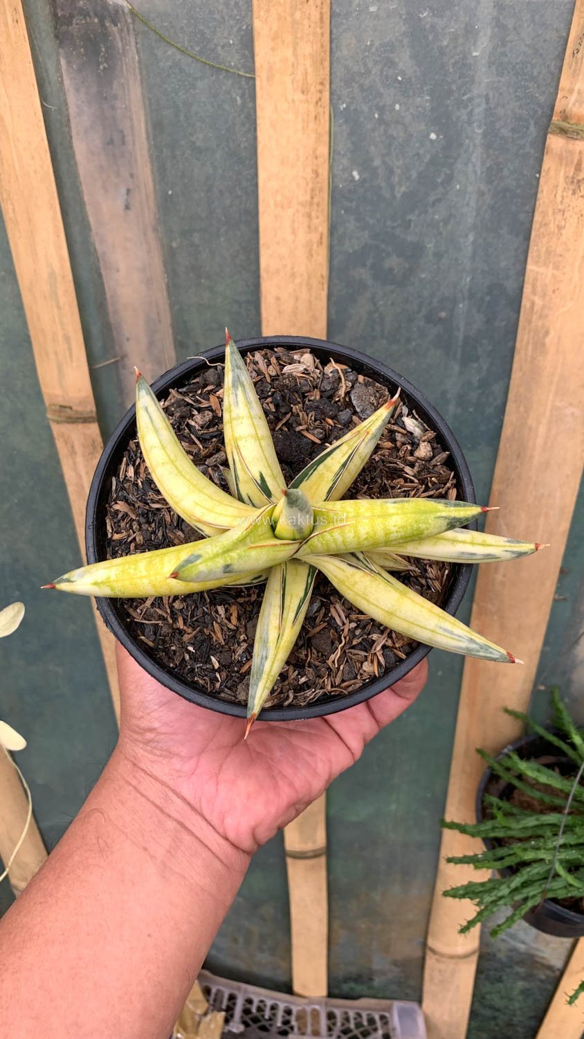1030. Sansevieria Blue Clone Yellow Variegated - Image 2