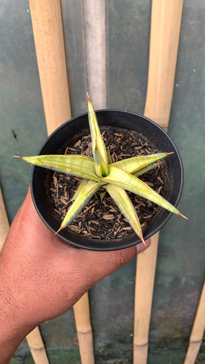 1030. Sansevieria Blue Clone Yellow Variegated - Image 23
