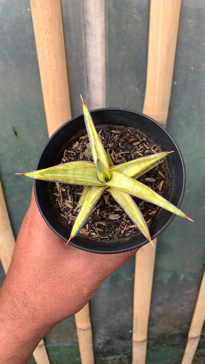 1030. Sansevieria Blue Clone Yellow Variegated - Image 22