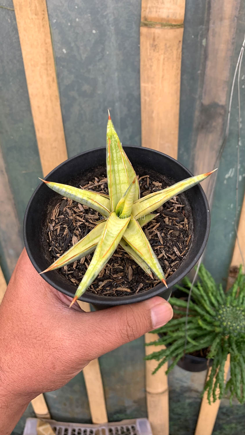 1030. Sansevieria Blue Clone Yellow Variegated - Image 21