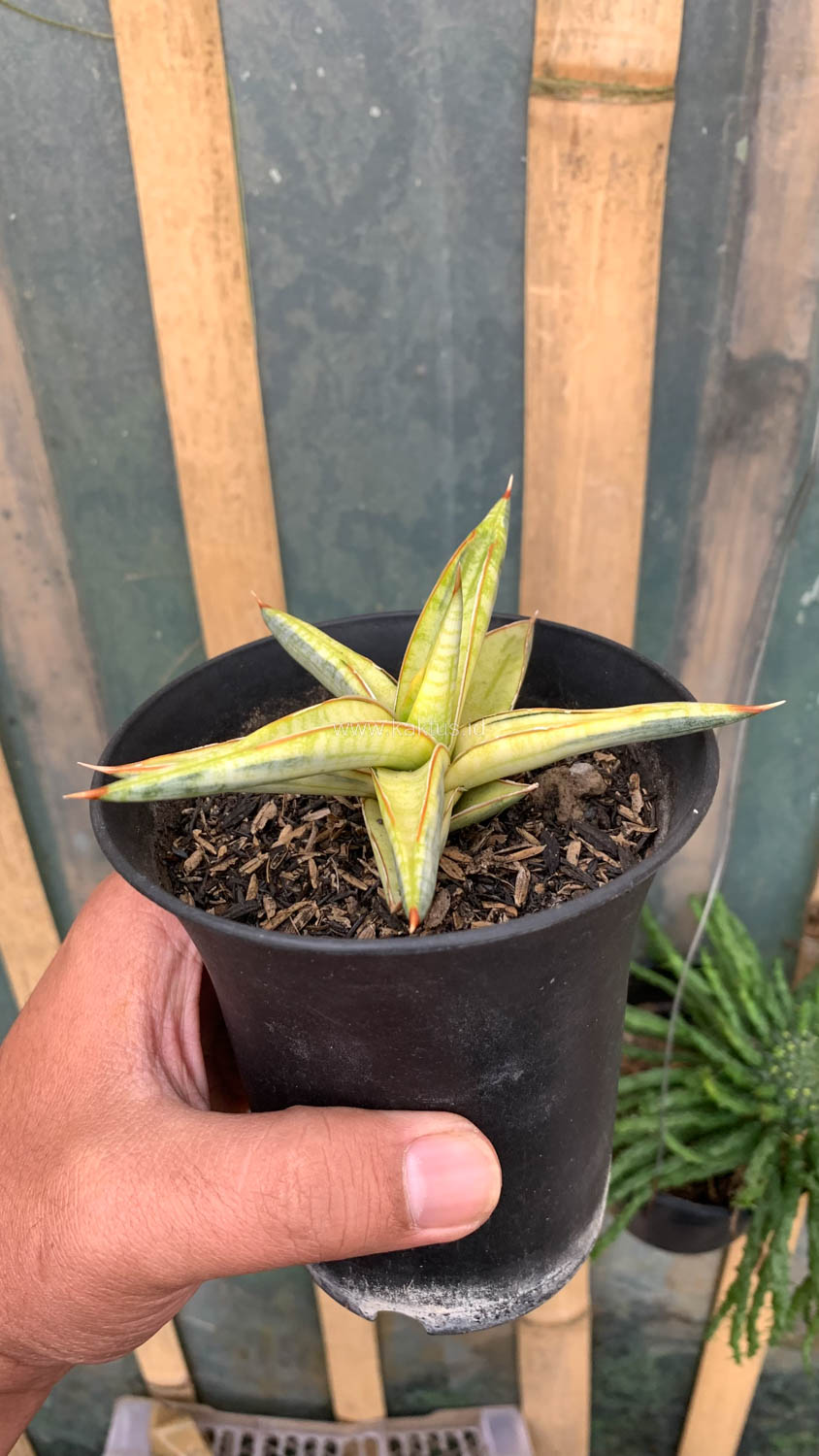 1030. Sansevieria Blue Clone Yellow Variegated - Image 20