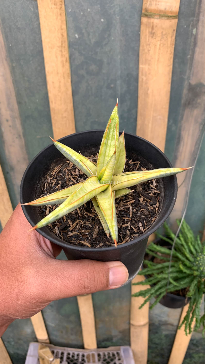 1030. Sansevieria Blue Clone Yellow Variegated - Image 19