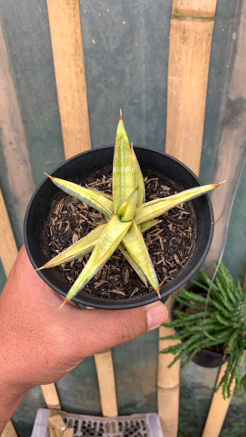 1030. Sansevieria Blue Clone Yellow Variegated - Image 18