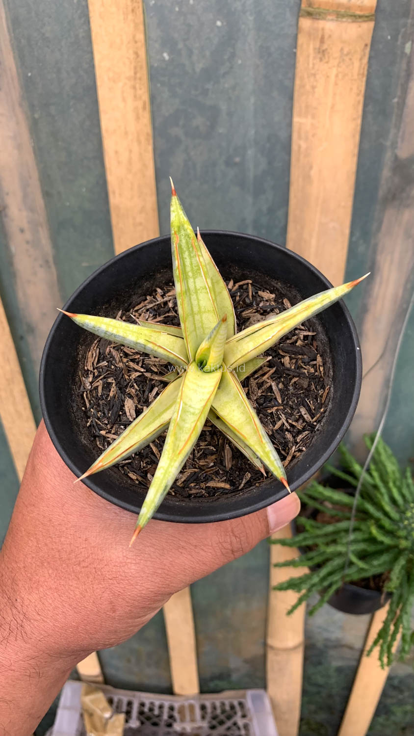 1030. Sansevieria Blue Clone Yellow Variegated - Image 17
