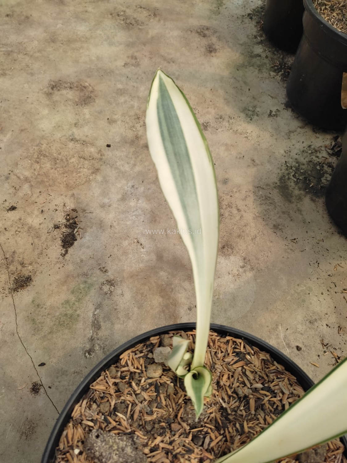 1031. Sansevieria Beauty Queen 1 Leaf - Image 3