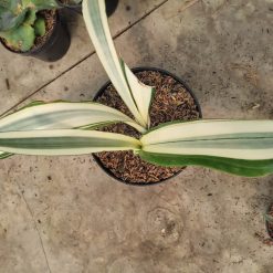 Alternative view of 1031. Sansevieria Beauty Queen 1 Leaf