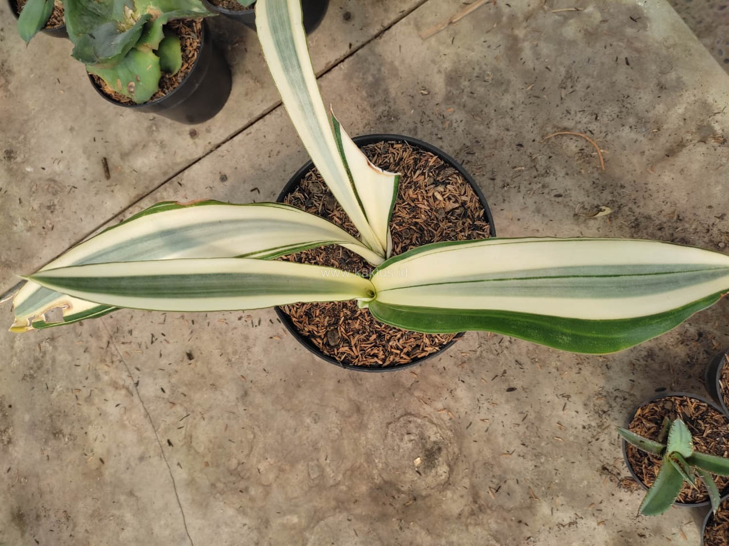 1031. Sansevieria Beauty Queen 1 Leaf - Image 2
