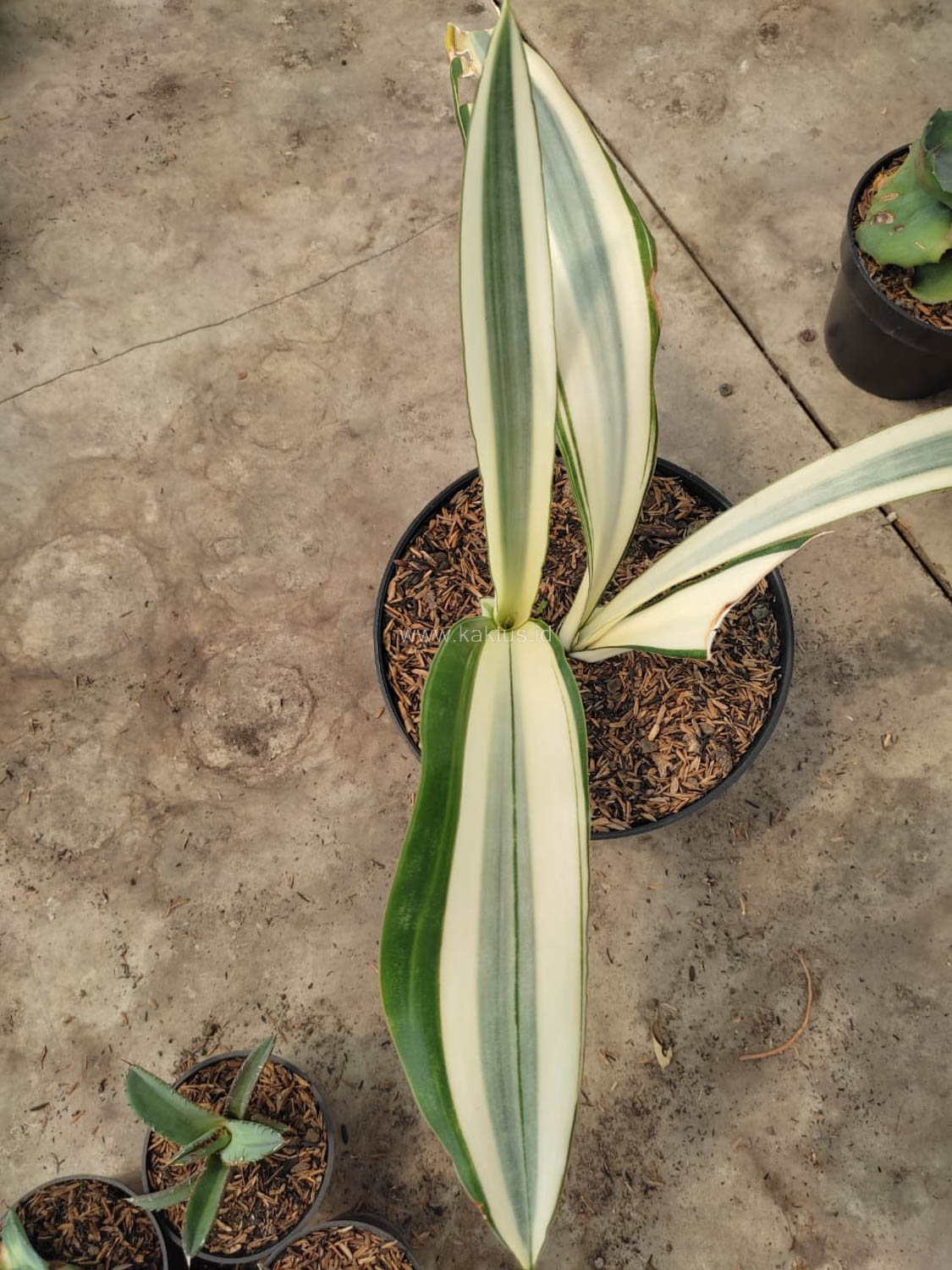 1031. Sansevieria Beauty Queen 1 Leaf - Image 4