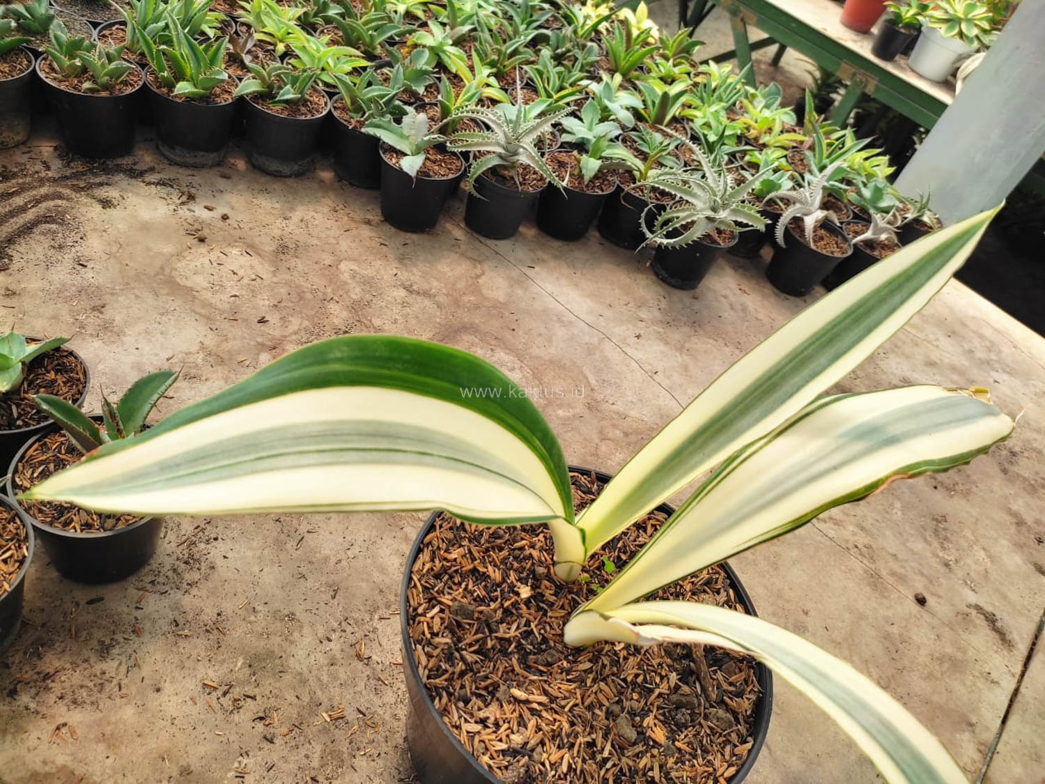 1031. Sansevieria Beauty Queen 1 Leaf - Image 5