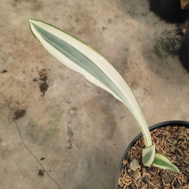 1031. Sansevieria Beauty Queen 1 Leaf